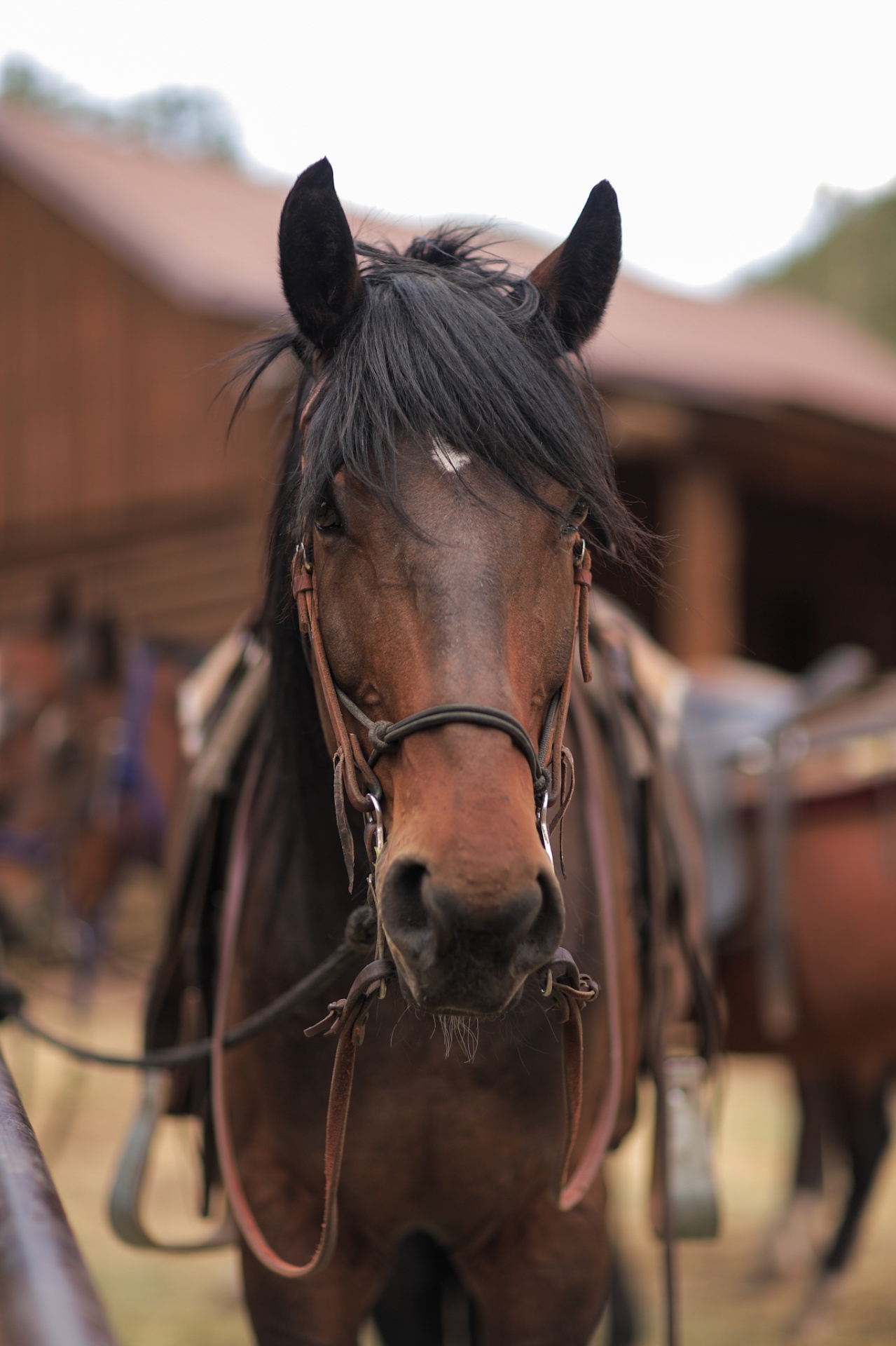 A bay horse in a leather bridle standing calmly by the barn, ears forward