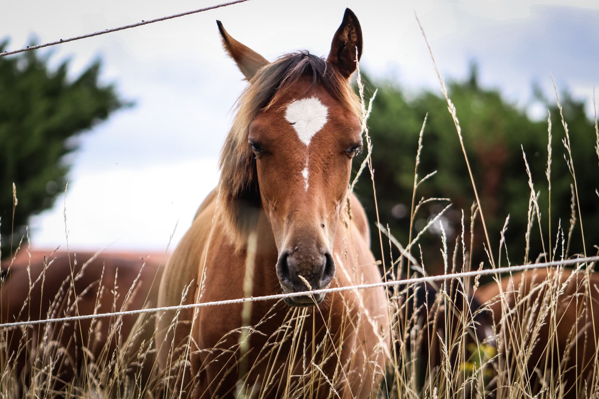 A chestnut horse with a white blaze looking through tall pasture grasses
