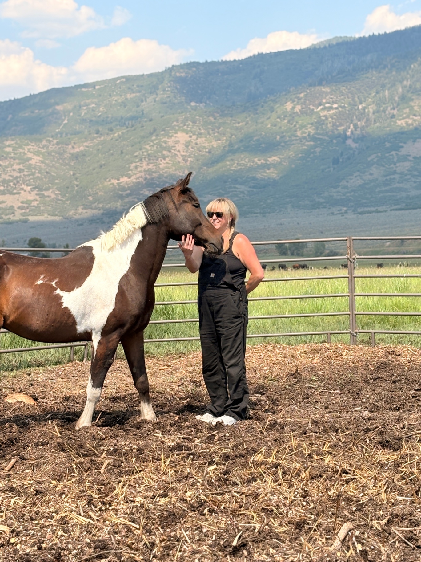 Romeo, a young bay Paint-marked Arabian gelding, leaning his head into a person's hand in a pasture below the mountains
