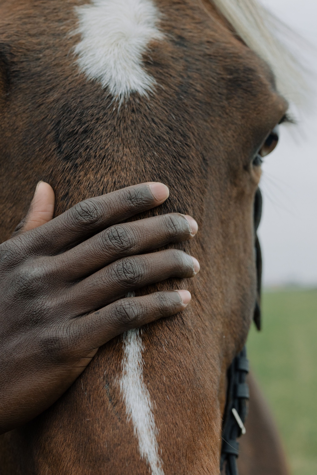 A person's hand resting gently on the face of a bay horse with a white blaze