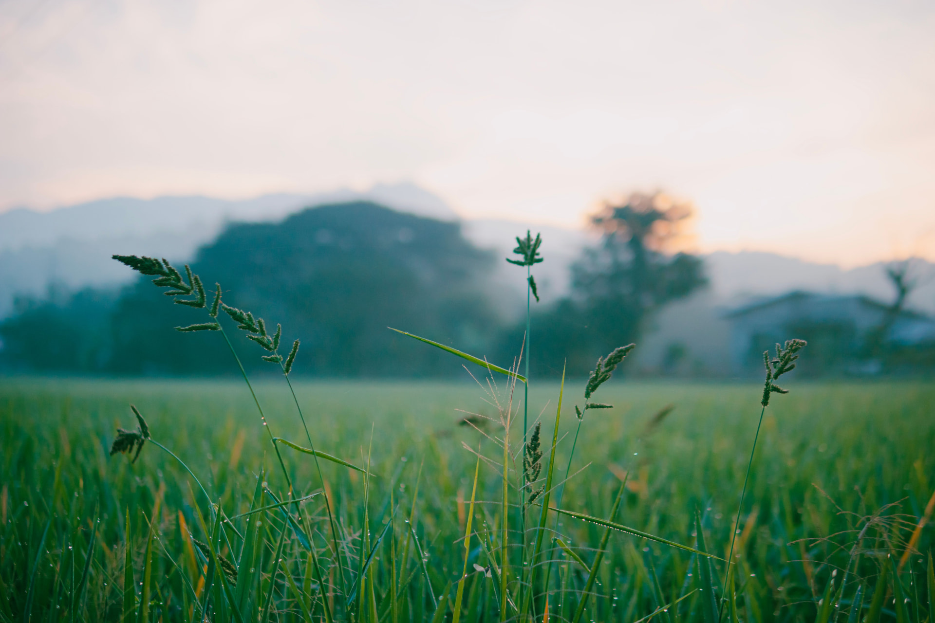 Dew-covered meadow grasses with softly blurred mountains at sunrise