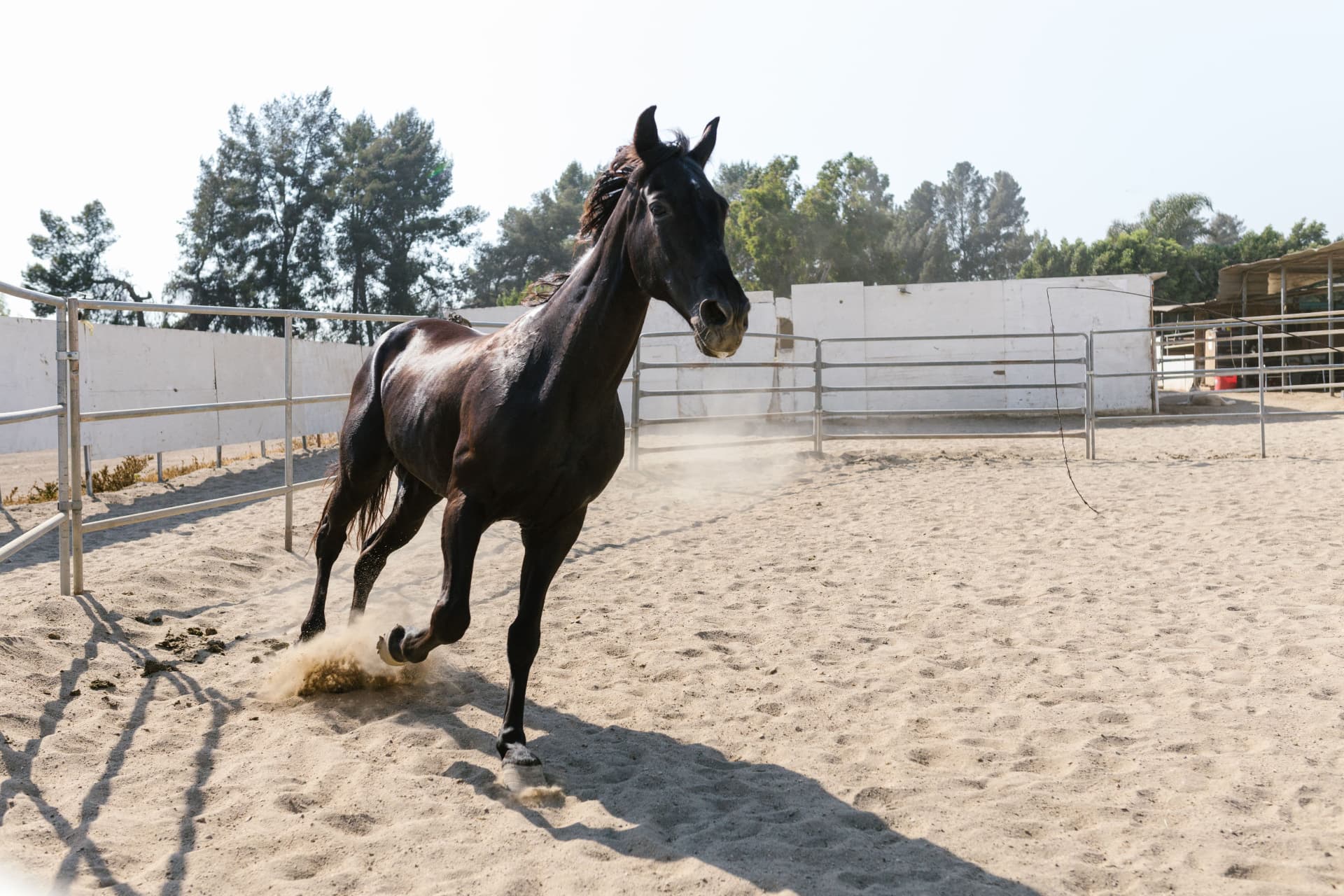 A dark horse moving across a sandy arena, dust rising behind its hooves
