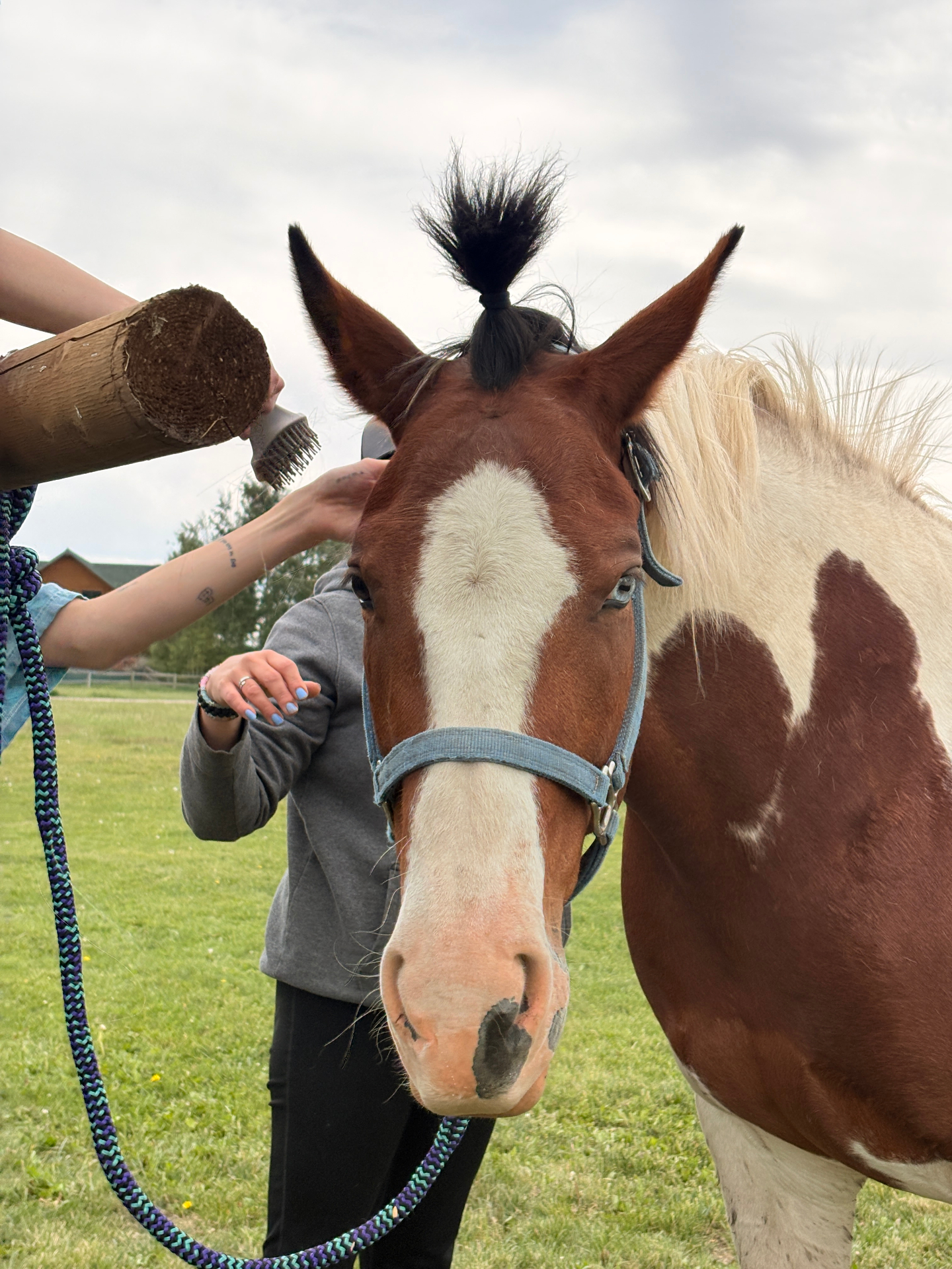 Apache, a brown and white Paint mare in a blue halter, being groomed by two people in a grassy pasture