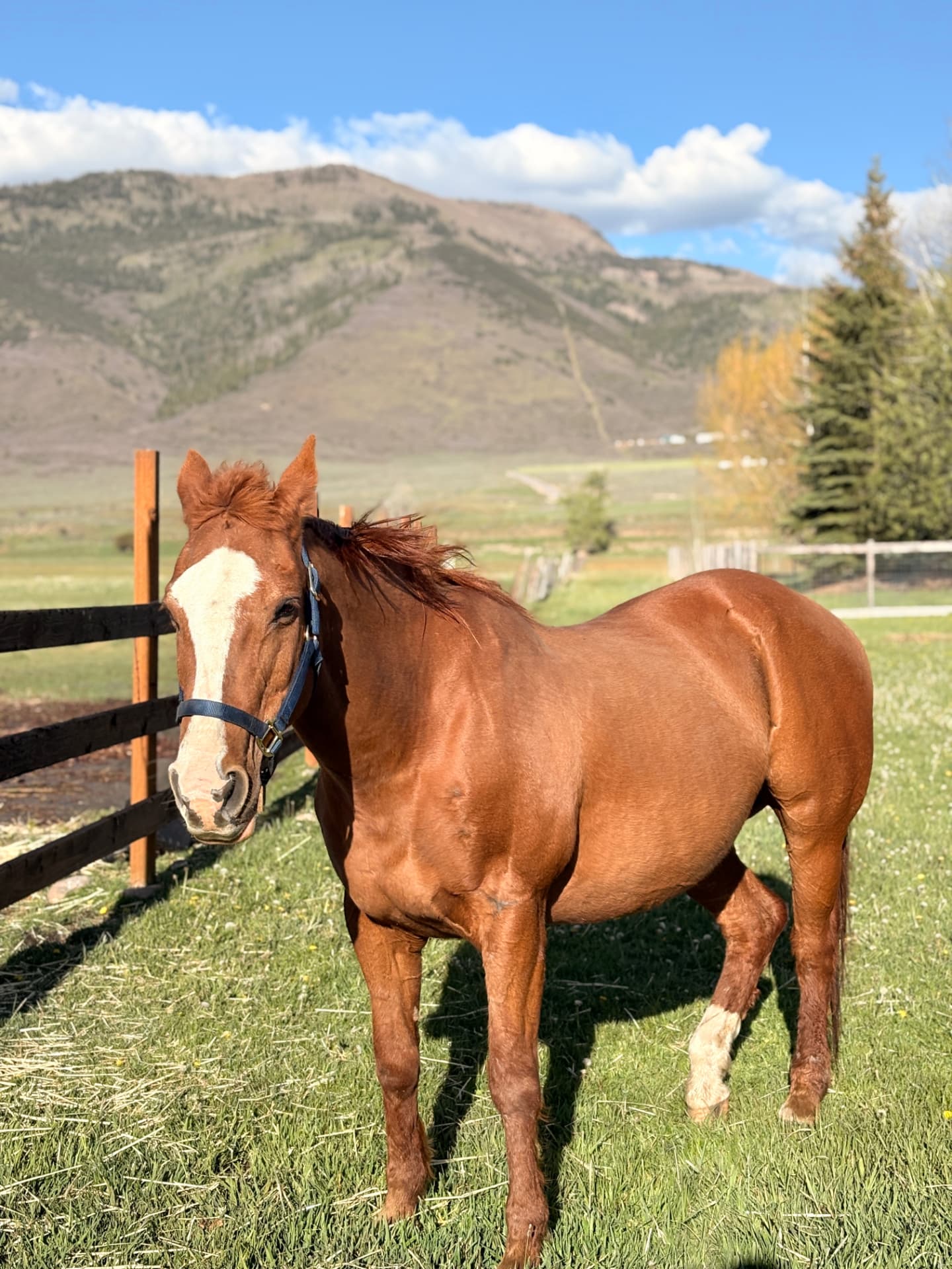 Jessie, a chestnut Quarter Horse with a white blaze, standing in a green pasture below a mountain ridge