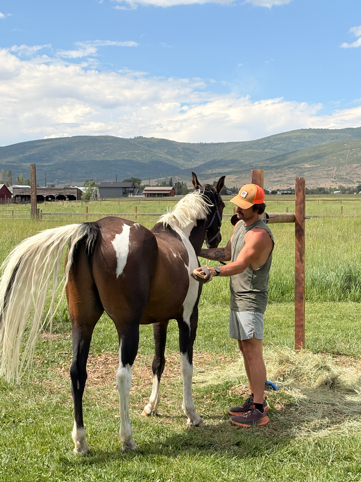 A man grooming a paint horse in a green pasture with mountains behind them