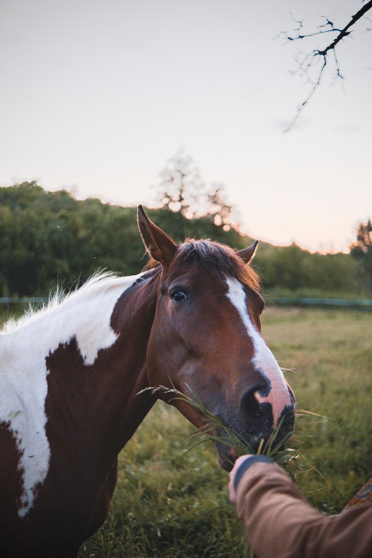 A hand offering fresh grass to a brown and white horse at sunset