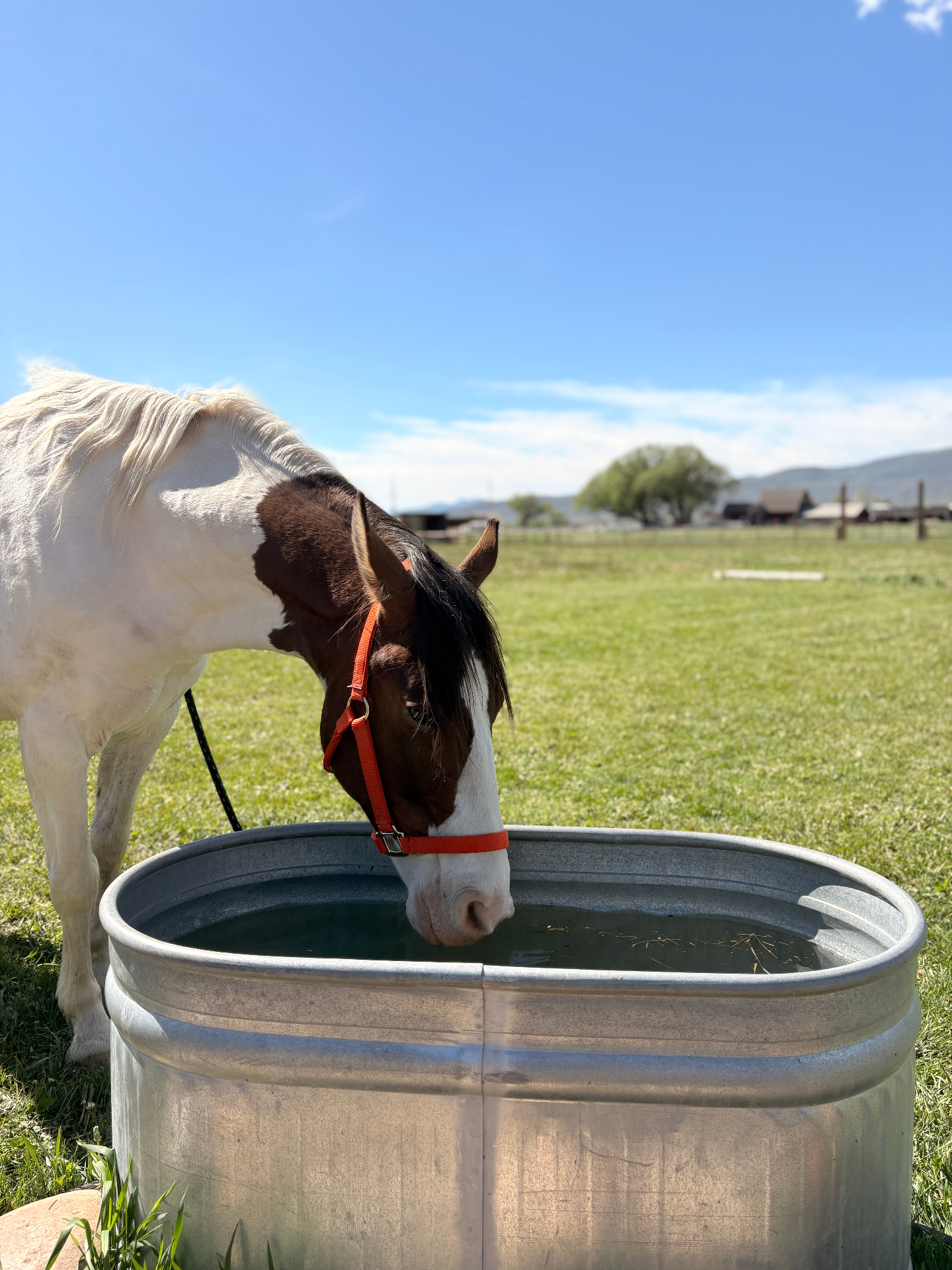 Ponyboy, a brown and white Paint gelding in an orange halter, drinking from a galvanized water tank in a green pasture