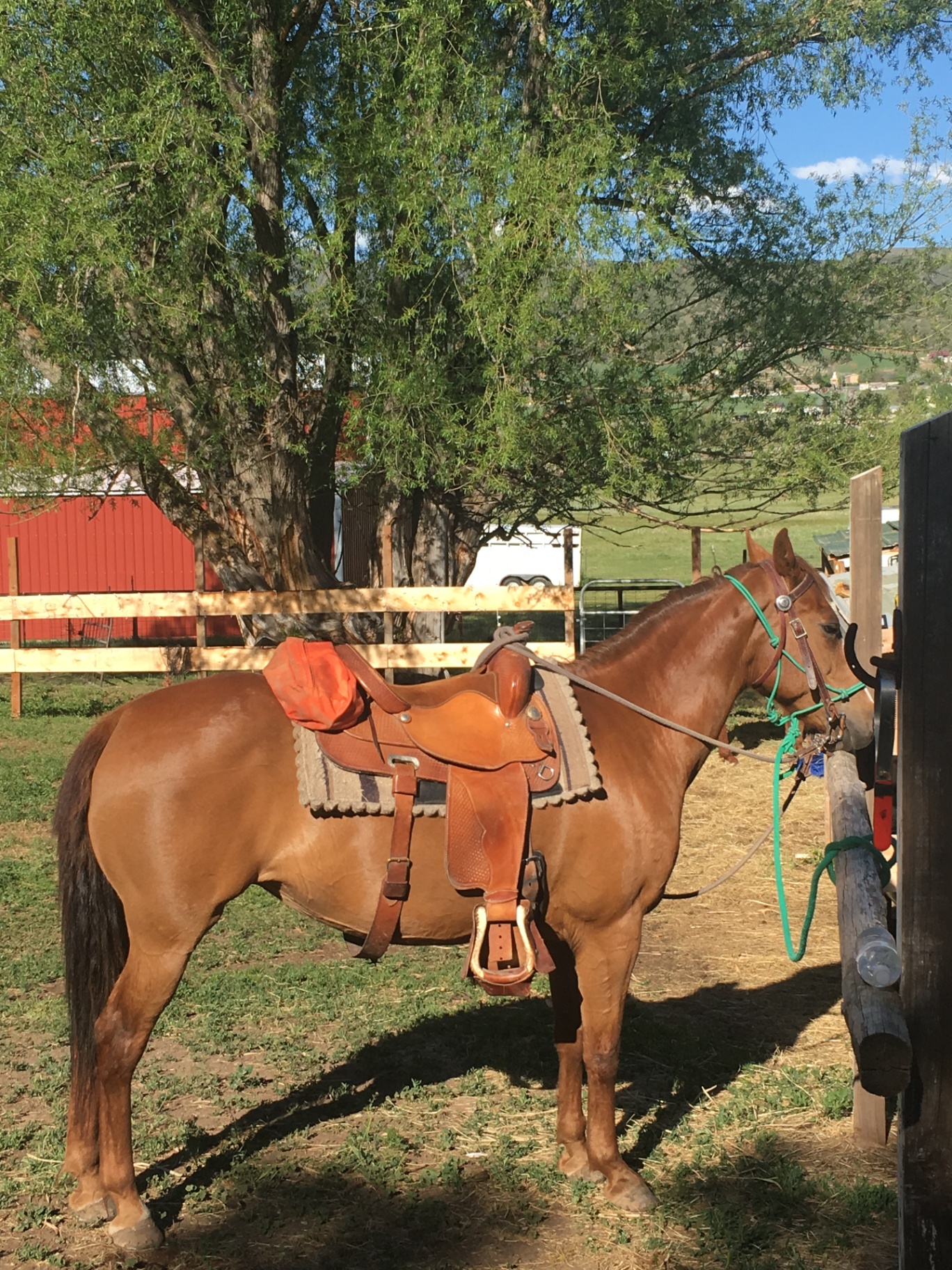A sorrel horse saddled and tied at a hitching post beneath a shade tree, with a red barn and mountains behind