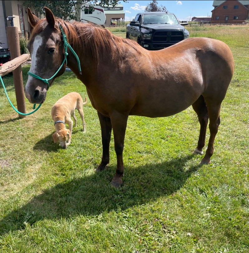 Whiskey, a chestnut Morgan mare in a green teal rope halter, standing in a grassy yard with a dog sniffing nearby